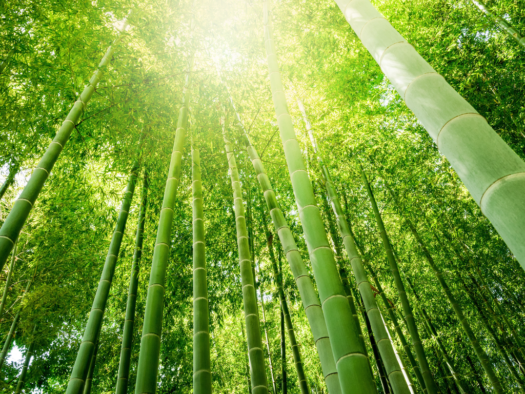 bamboo quinone quinona de bambú