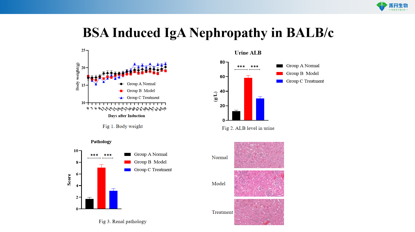 BSA Induced IgA Nephropathy in BALB/c B