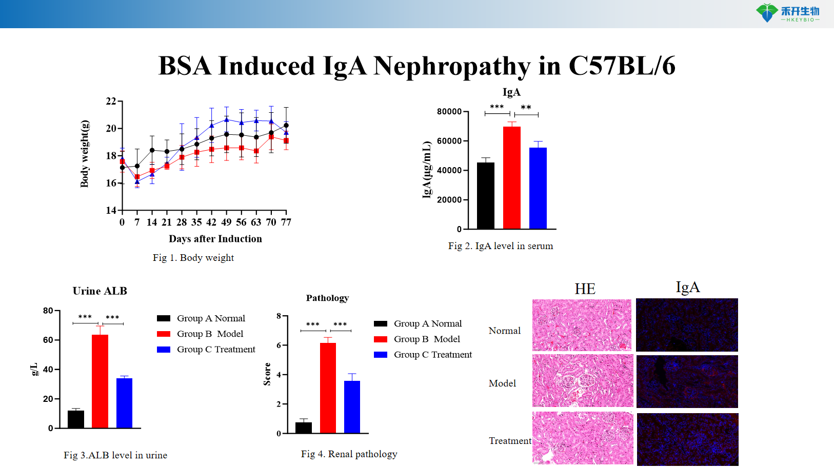 BSA Induced IgA Nephropathy in BALB/c C