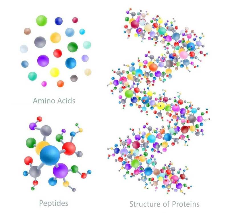 Understanding Amino Acid, Peptide, and Fish Protein Fertilizers_02 Aminosäure-, Peptid- und Fischproteindünger verstehen_02