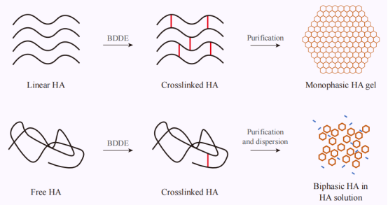 Flowchart comparing Monophasic vs Biphasic Hyaluronic Acid Gel Production Process 比较单相和双相透明质酸凝胶生产工艺的流程图