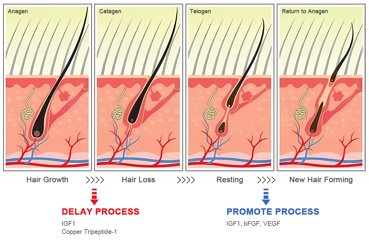 The process details of AOMA Anti Hair Loss solution AOMA防脱发液流程细节