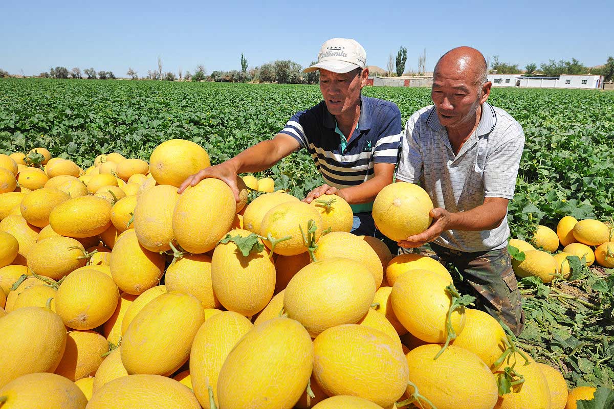 JINMAI-Black Soil Energy® – Specialized Solution for Hami Melon Cultivation in Sandy Soil_06 JINMAI-Black Soil Energy® – Speziallösung für den Hami-Melonen-Anbau in sandigem Boden_06