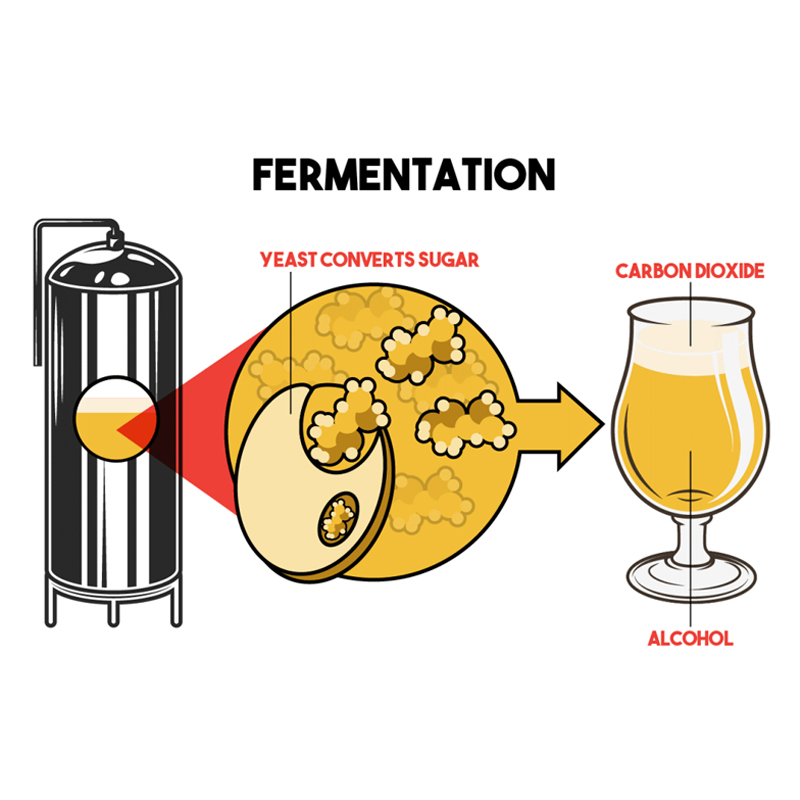 Beer Fermentation Biergärung