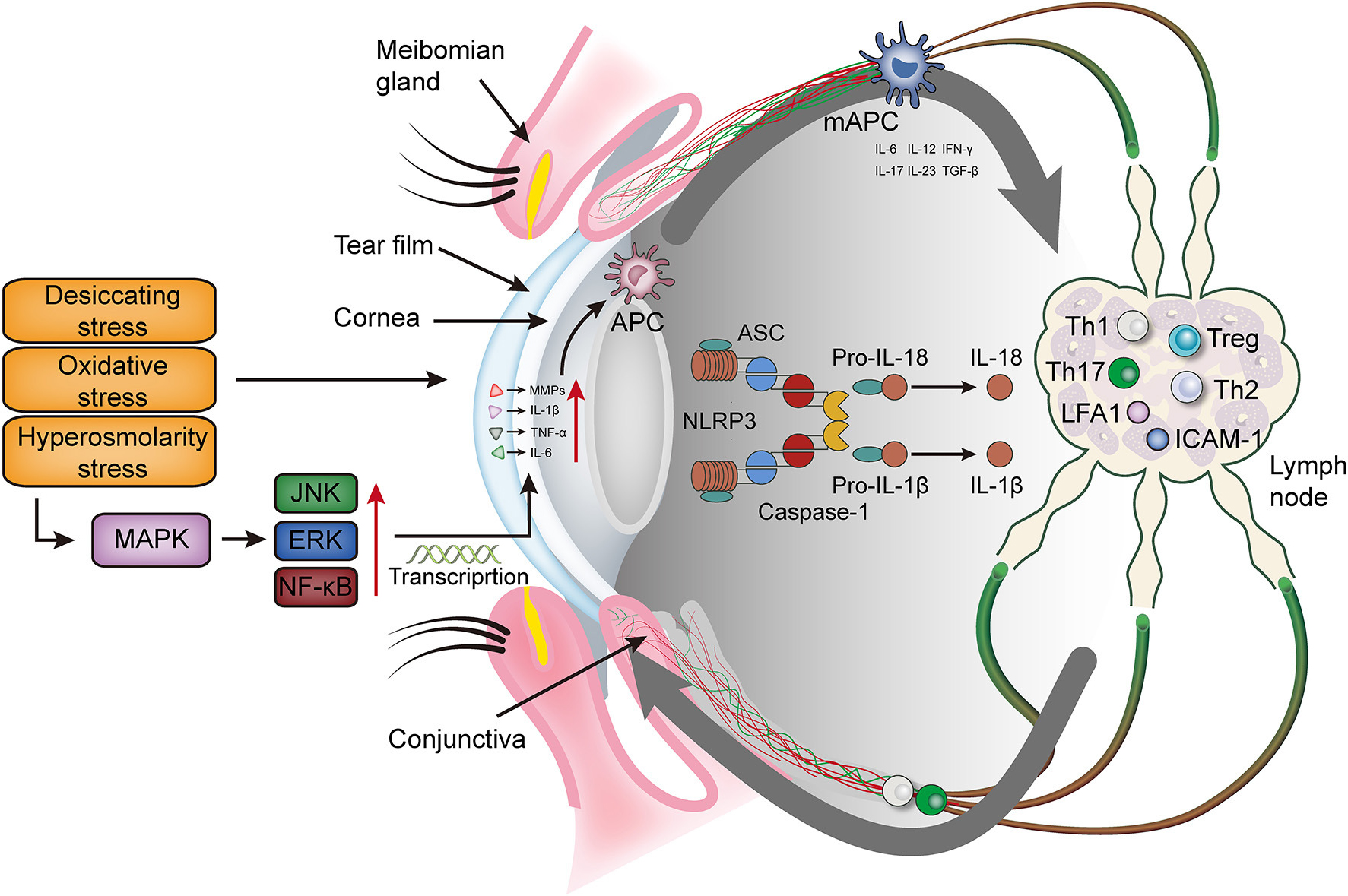 fmed-08-815075-3 фмед-08-815075-3
