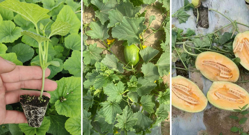 JINMAI-Black Soil Energy® – Specialized Solution for Hami Melon Cultivation in Sandy Soil_02 JINMAI-Black Soil Energy® – Speziallösung für den Hami-Melonen-Anbau in sandigem Boden_02
