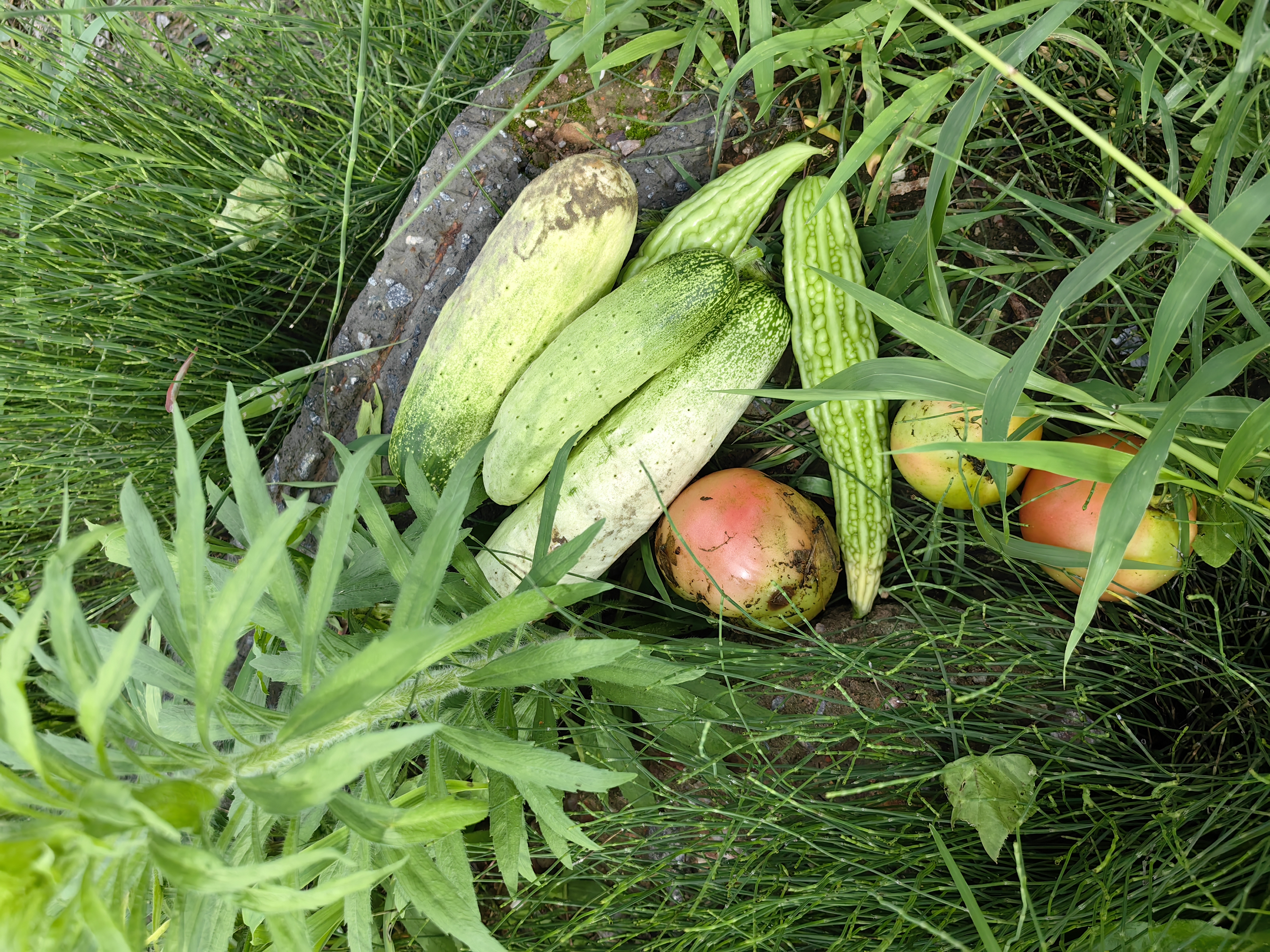 summer healthy foods awɔw bere mu nnuan a ahoɔden wom