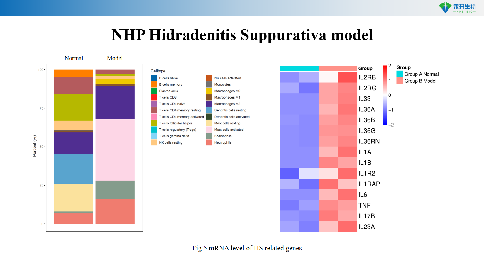 NHP Hidradenitis Suppurativa model-02 2