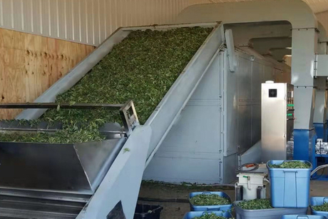hemp drying processing line.jpg
