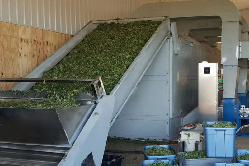 hemp drying processing line.jpg