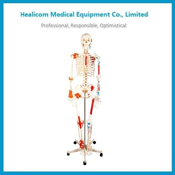 Hc-11102-1 Scheletro umano con muscolo e legamento dipinti