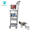Высококачественный медицинский ветеринарный видеоэндоскоп для мелких животных WET-6000