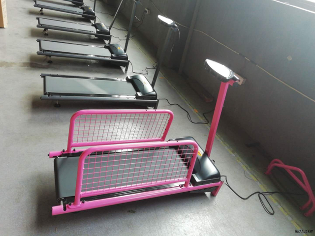 Tapis roulant électrique d'animal familier de machine de sport WT-C100 de prix usine à vendre