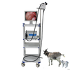 Высококачественный медицинский ветеринарный видеоэндоскоп для мелких животных WET-6000
