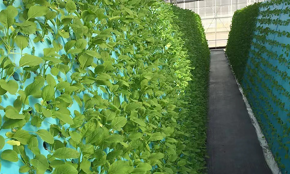 Hydroponics.jpg