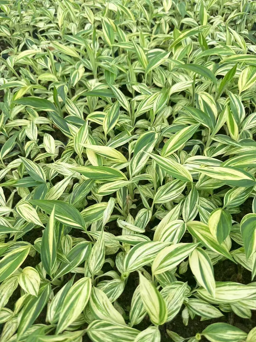 planta alpinia