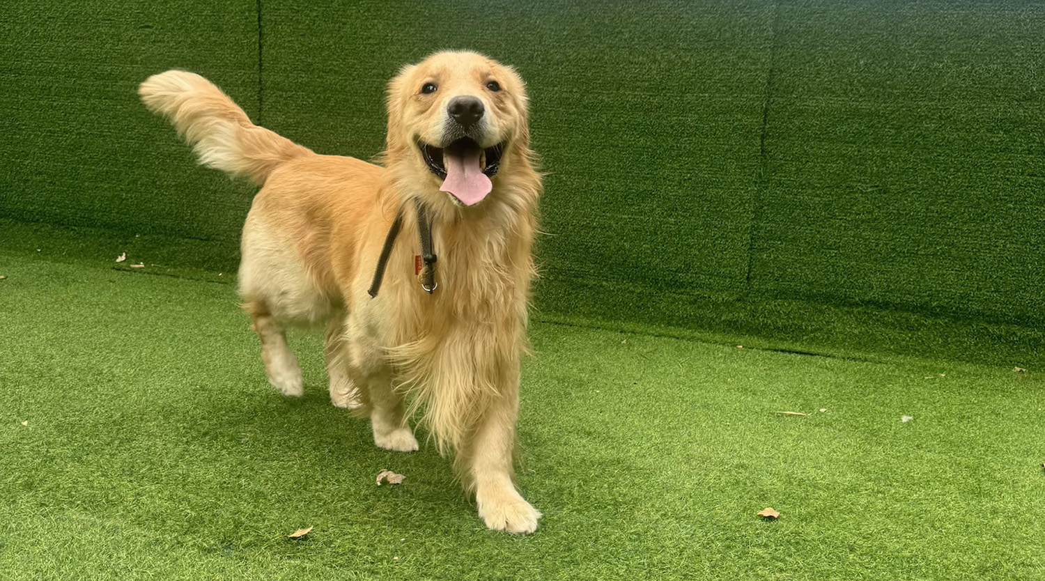 erba artificiale per cani