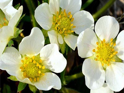 Engrais NPK &agrave; large spectre_04