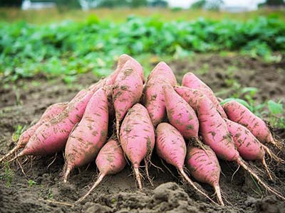 Fertilizante hidrolizado de alta concentraci&oacute;n de prote&iacute;na microbiana