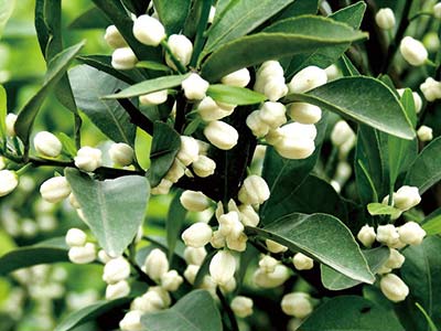 Plantas Ornamentais e Culturas Especiais