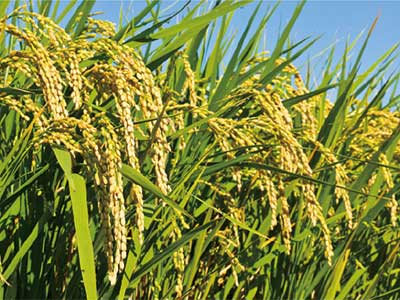 کود آمینو پلی ساکارید مرکب_06