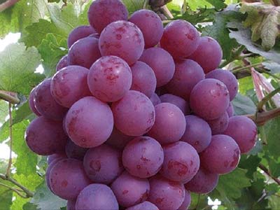 سماد معزز للنمو الإنجابي_07