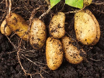 Especializado para controle de nemat&oacute;ides_10