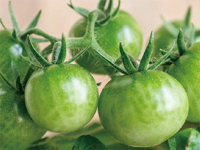 کود تقویت کننده رنگ گوجه فرنگی_05