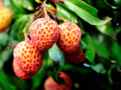 Fertilizante B-Fe-Mn-Zn-Mo-Cu_05