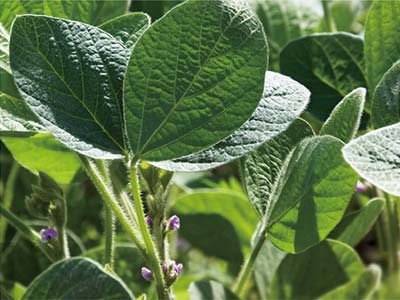 छोटे कीट नियंत्रण के लिए विशेष_05