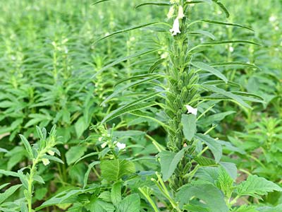 Agente Microbiano Org&acirc;nico Composto_03