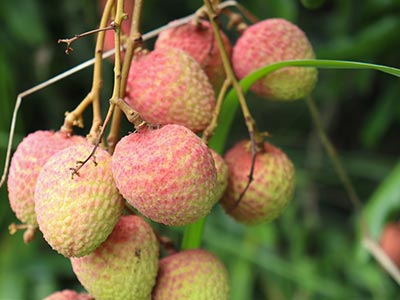 کود آلی پتاسیم کپسول الیگوپپتید