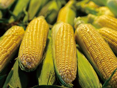 Fertilizante de soluci&oacute;n de prote&iacute;na inmune antiestr&eacute;s vegetal_09