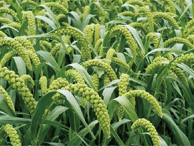 Agente per la riduzione del sale e la ritenzione dell'umidit&agrave; nel suolo_10