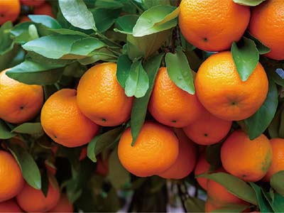 Fertilizante bioestimulante compuesto de expansi&oacute;n de frutas universal_03