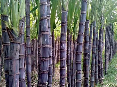 Fertilizante de soluci&oacute;n de prote&iacute;na inmune antiestr&eacute;s vegetal_10
