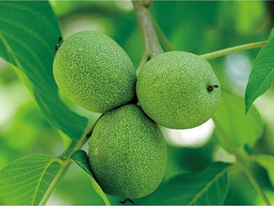 Fertilizante Glucano Boro Molibd&ecirc;nio Zinco_07