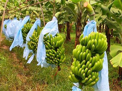 کود آمینوالیگوساکارید_07