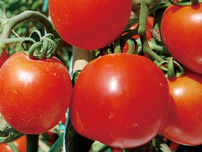 고효율 식물 꽃과 과일 촉진제 비료 _05