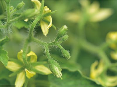 छोटे कीट नियंत्रण के लिए विशेष_07