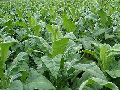 Agente Microbiano Org&acirc;nico Composto_05