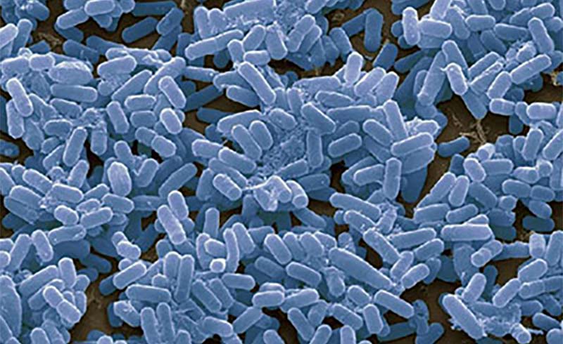 농업에서의 미생물 생물학적 통제 주요 미생물과 지속가능한 작물 보호를 위한 미생물 컨소시엄의 힘_01