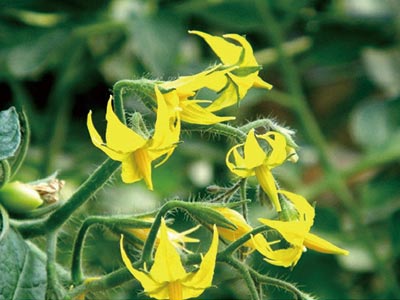 छोटे कीट नियंत्रण के लिए विशेष_04