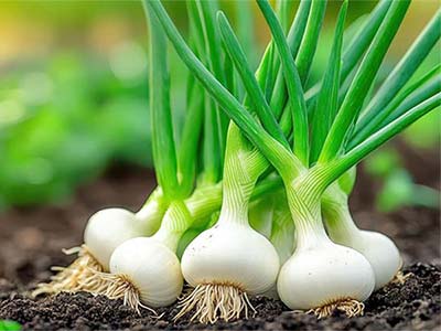 کود گیاهی ضد استرس محرک رشد