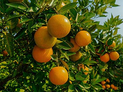 Specializzato nel controllo della difesa fungina_08