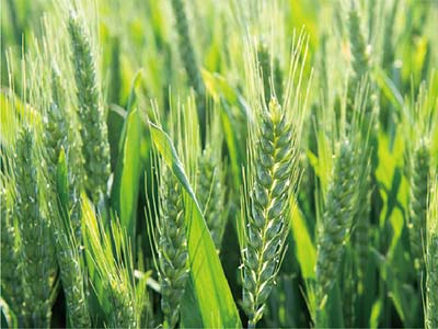 Agente Microbiano Org&acirc;nico Composto_04