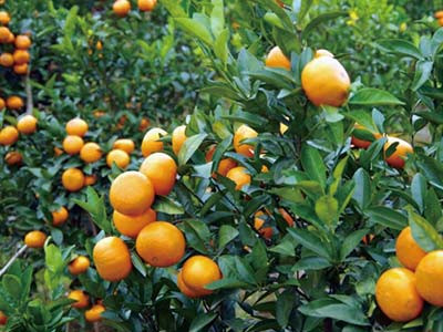 Atrativo de insetos_07