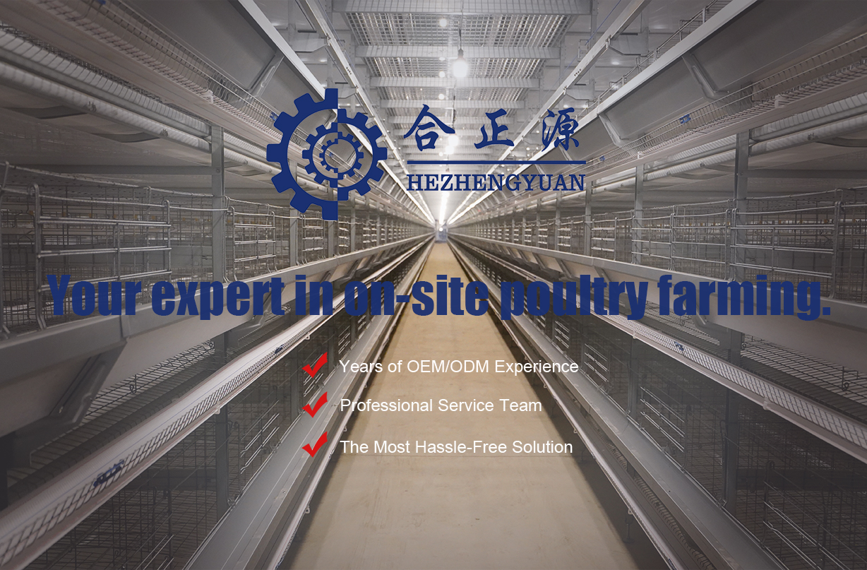 Gaiola de camada para coleta de ovos personalizada