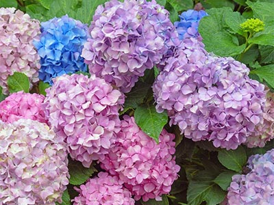 Engrais β-1,3 Glucane_06