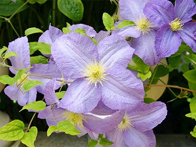 Ph&acirc;n b&oacute;n Oligosacarit rong biển_11